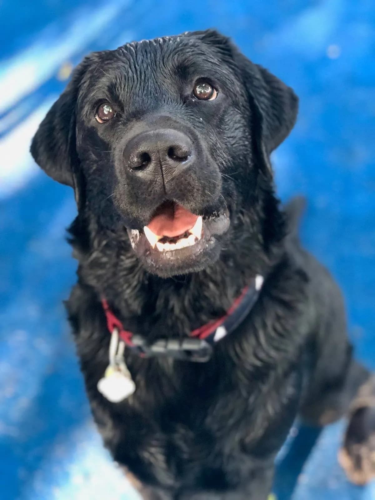 Sunshine Pet Parlor - Professional Pet Grooming, Hull MA