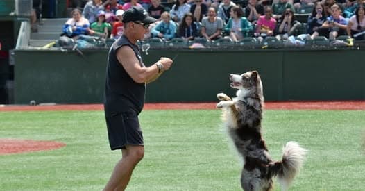 Flying High Dogs: Dog Show