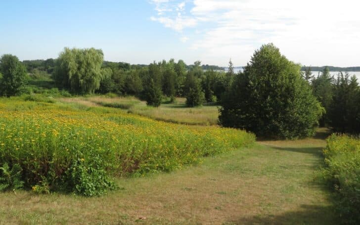 Stewardship Saturday at Webb State Park